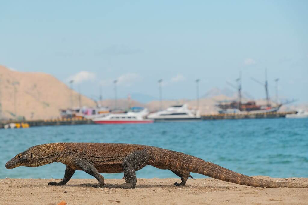 A Komodo dragon on a sandy beach with boats in the background in Komodo Flores Indonesia tour