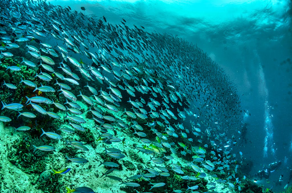 A mesmerizing underwater scene of a school of fish swimming in vibrant coral reefs of Raja Ampat Indonesia tour