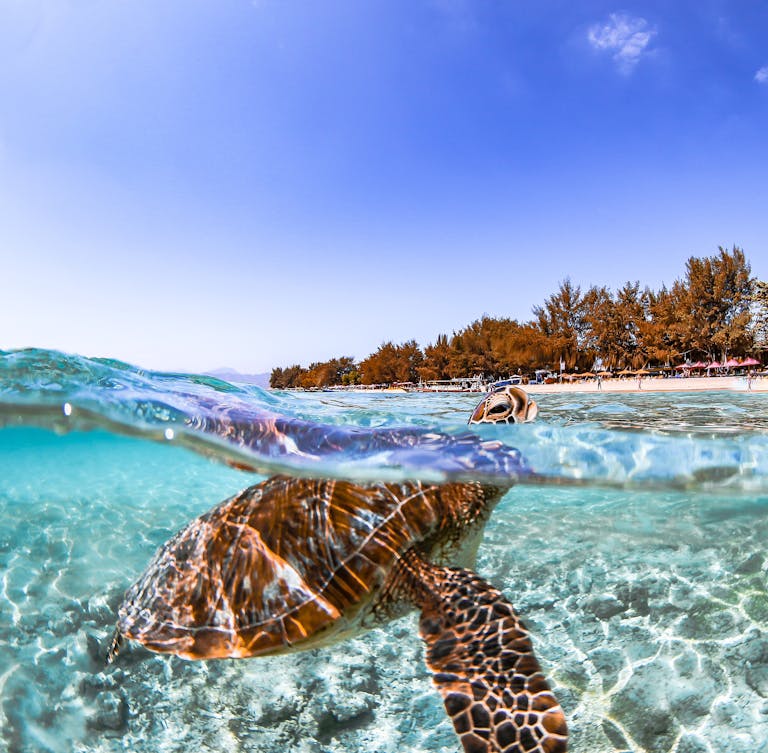 A stunning underwater shot of a sea turtle swimming near the beach in West Nusa Tenggara, Indonesia.