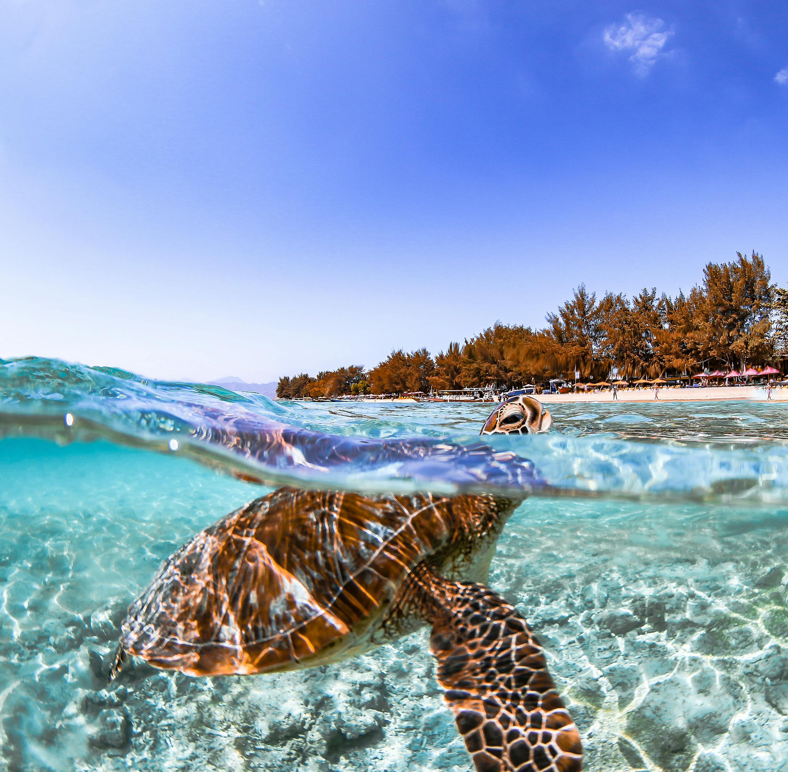 A stunning underwater shot of a sea turtle swimming near the beach in West Nusa Tenggara, Indonesia.