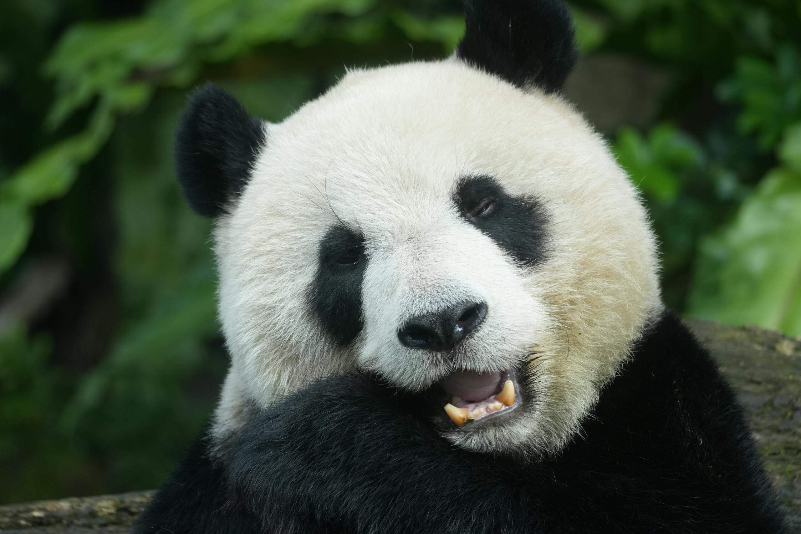 Adorable giant panda resting with lush green foliage background.