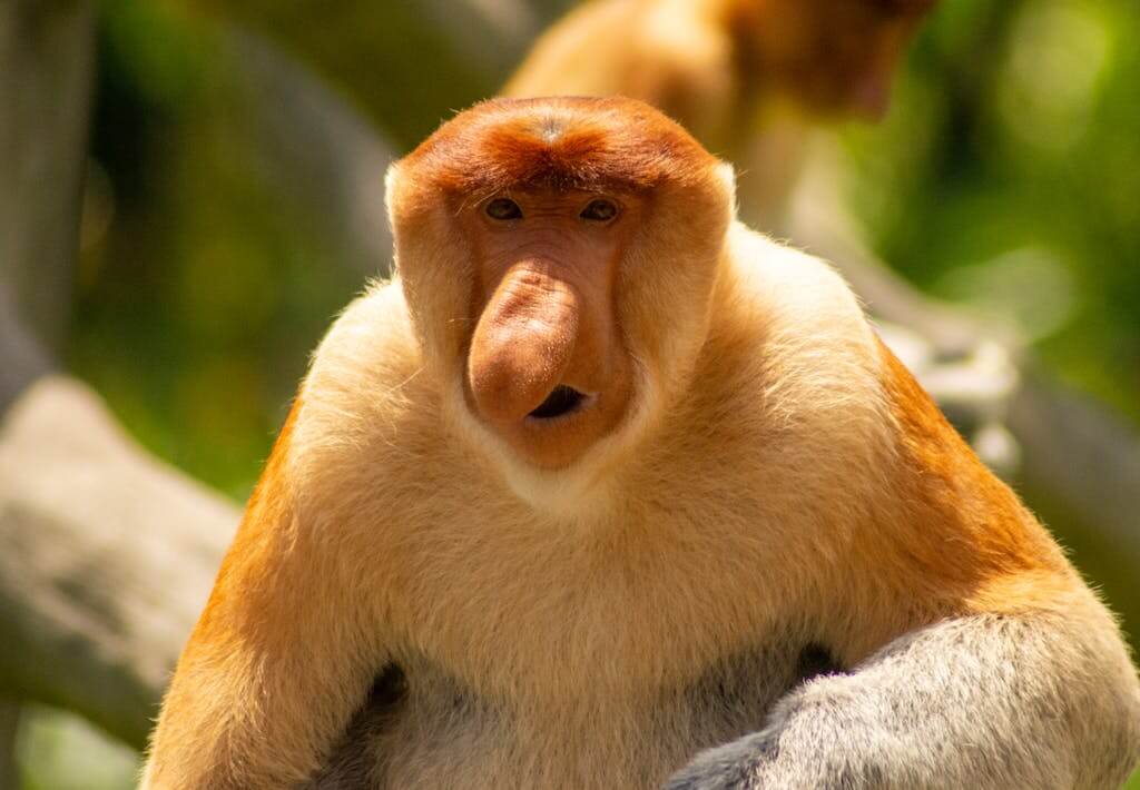 Detailed close-up of a proboscis monkey (Nasalis larvatus) perched on a branch in Sandakan, Sabah.
