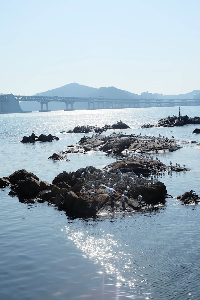 Serene coastal landscape with Busan bridge and seabirds on rocks.