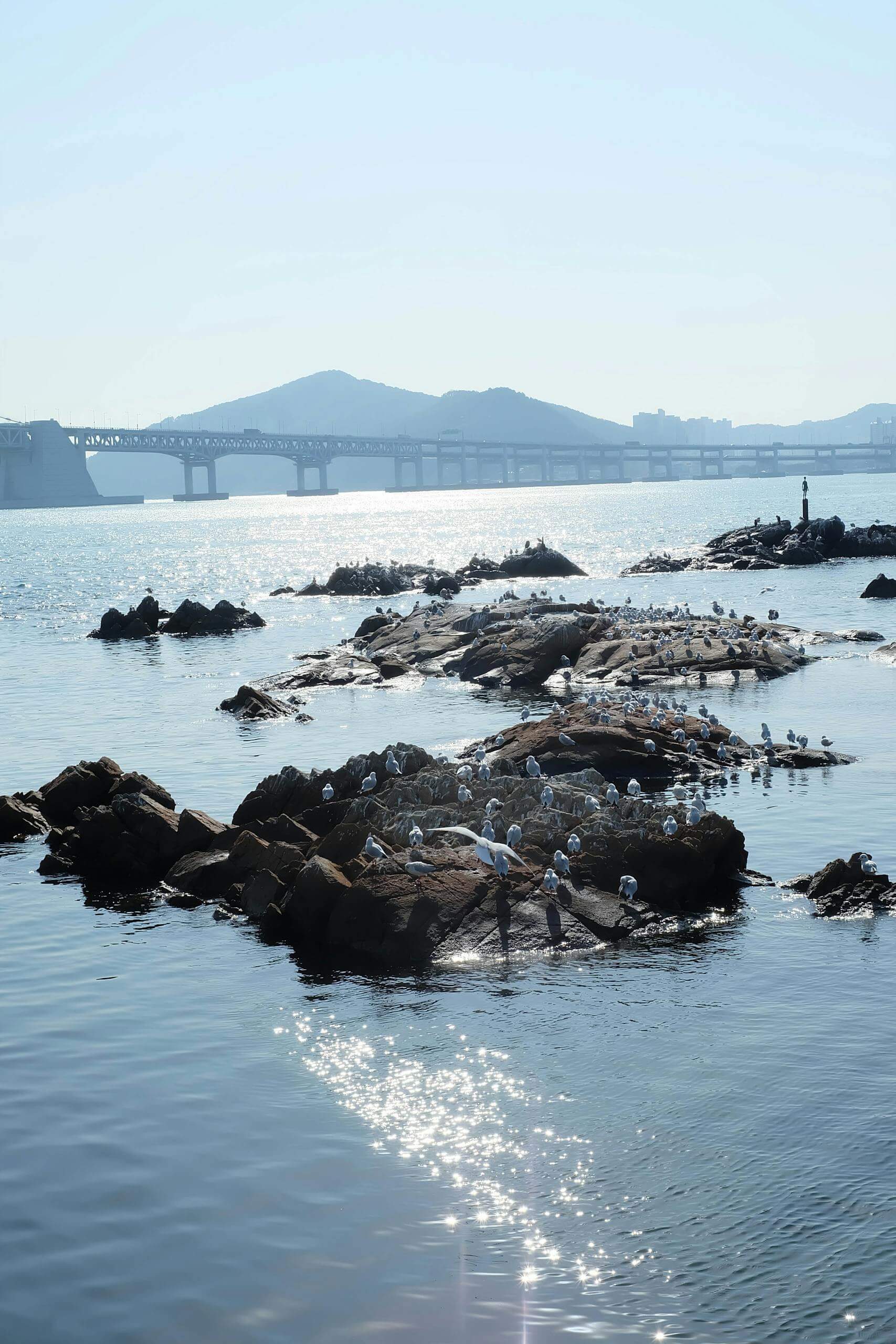 Serene coastal landscape with Busan bridge and seabirds on rocks.